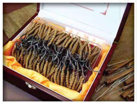 中山冬虫夏草回收